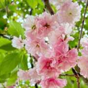 ヒメ日記 2026/04/16 16:00 投稿 ちはる 渋谷角海老