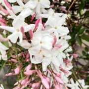 ヒメ日記 2026/04/18 23:20 投稿 ちはる 渋谷角海老