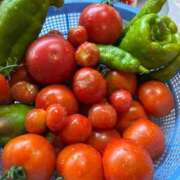 ちはる 収穫🍅 渋谷角海老