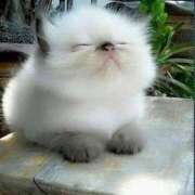 ヒメ日記 2025/09/11 00:06 投稿 日和 PLUS難波店