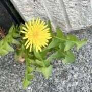 ヒメ日記 2025/04/10 08:14 投稿 まあさ もしも清楚な20、30代の妻とキスイキできたら横浜店