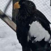 ヒメ日記 2025/02/06 17:47 投稿 あすな サンキュー越谷店