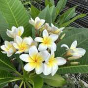 ヒメ日記 2025/05/30 12:20 投稿 斉藤 千佳 こあくまな熟女たち 上野・御徒町店 (KOAKUMAグループ)