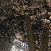 れいこ 夜桜🌸 人妻ちゃんねる