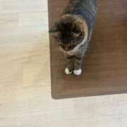 ヒメ日記 2025/02/04 00:30 投稿 カルタお嬢様 M&m Maidとm男の夢物語。