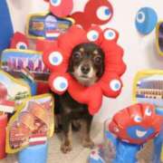 ヒメ日記 2025/10/06 02:40 投稿 りり サマンサ(和歌山)