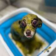 ヒメ日記 2026/01/17 16:47 投稿 りり サマンサ(和歌山)