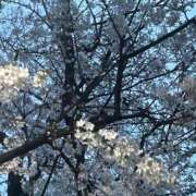 ヒメ日記 2025/03/29 06:01 投稿 シオリ COCOMERO（ココメロ）