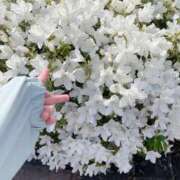 ヒメ日記 2025/04/24 14:31 投稿 シオリ COCOMERO（ココメロ）