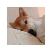 ヒメ日記 2025/03/21 14:43 投稿 そらの 秋葉原コスプレ学園in仙台