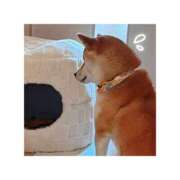 ヒメ日記 2025/10/10 01:13 投稿 そらの 秋葉原コスプレ学園in仙台