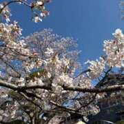 ヒメ日記 2025/04/07 07:25 投稿 青羽 優茉 Sチャンネル