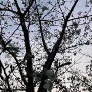 ヒメ日記 2025/03/27 16:43 投稿 森田 鶯谷人妻城