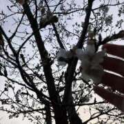 ヒメ日記 2025/03/27 17:03 投稿 森田 鶯谷人妻城