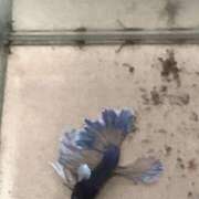 ヒメ日記 2025/07/27 01:52 投稿 森田 鶯谷人妻城