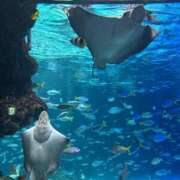 ヒメ日記 2025/08/12 18:14 投稿 まみ 大阪ぽっちゃりマニア 十三店