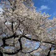 ヒメ日記 2025/04/06 08:50 投稿 ぱるる 新宿サンキュー