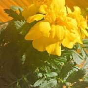 ヒメ日記 2025/05/20 03:40 投稿 ぱるる 新宿サンキュー