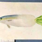 ヒメ日記 2024/12/20 12:33 投稿 マシュマロ 奴隷コレクション