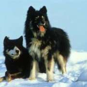 マシュマロ ('ω'o[定期]oおやつタイムの雑学情報局 奴隷コレクション