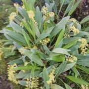 ヒメ日記 2024/12/08 21:29 投稿 上園（うえぞの） 鶯谷デッドボール