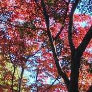 ヒメ日記 2024/12/13 08:31 投稿 上園（うえぞの） 鶯谷デッドボール