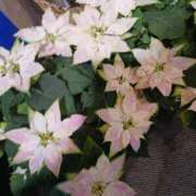 ヒメ日記 2024/12/21 09:49 投稿 上園（うえぞの） 鶯谷デッドボール