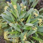 ヒメ日記 2025/01/10 10:49 投稿 上園（うえぞの） 鶯谷デッドボール