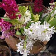 ヒメ日記 2025/01/10 23:59 投稿 上園（うえぞの） 鶯谷デッドボール