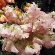 ヒメ日記 2025/01/14 12:49 投稿 上園（うえぞの） 鶯谷デッドボール