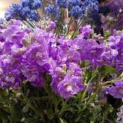 ヒメ日記 2025/02/03 12:09 投稿 上園（うえぞの） 鶯谷デッドボール