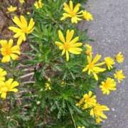 ヒメ日記 2025/03/11 17:55 投稿 上園（うえぞの） 鶯谷デッドボール