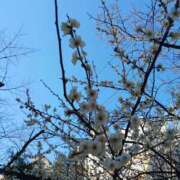 ヒメ日記 2025/03/15 16:39 投稿 上園（うえぞの） 鶯谷デッドボール