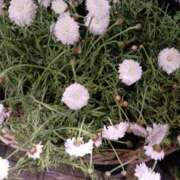 ヒメ日記 2025/03/17 20:39 投稿 上園（うえぞの） 鶯谷デッドボール