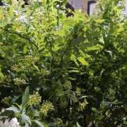 ヒメ日記 2025/03/20 22:19 投稿 上園（うえぞの） 鶯谷デッドボール