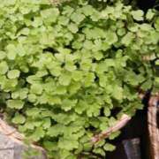 ヒメ日記 2025/03/25 22:29 投稿 上園（うえぞの） 鶯谷デッドボール