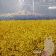 ヒメ日記 2025/03/27 08:44 投稿 上園（うえぞの） 鶯谷デッドボール