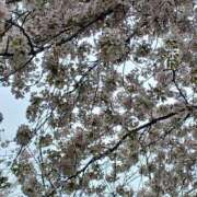 ヒメ日記 2025/04/03 11:55 投稿 上園（うえぞの） 鶯谷デッドボール