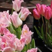 ヒメ日記 2025/04/07 12:51 投稿 上園（うえぞの） 鶯谷デッドボール