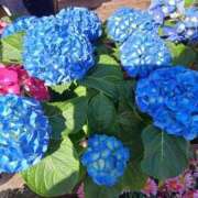 ヒメ日記 2025/04/17 22:49 投稿 上園（うえぞの） 鶯谷デッドボール