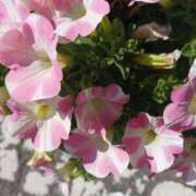 ヒメ日記 2025/04/19 11:34 投稿 上園（うえぞの） 鶯谷デッドボール