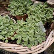 ヒメ日記 2025/05/10 21:50 投稿 上園（うえぞの） 鶯谷デッドボール