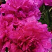 ヒメ日記 2025/05/20 20:45 投稿 上園（うえぞの） 鶯谷デッドボール