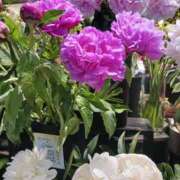 ヒメ日記 2025/05/27 18:09 投稿 上園（うえぞの） 鶯谷デッドボール