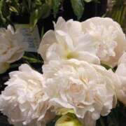 ヒメ日記 2025/05/29 00:09 投稿 上園（うえぞの） 鶯谷デッドボール