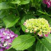 ヒメ日記 2025/06/05 06:59 投稿 上園（うえぞの） 鶯谷デッドボール