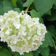 ヒメ日記 2025/06/06 22:19 投稿 上園（うえぞの） 鶯谷デッドボール