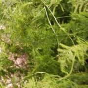 ヒメ日記 2025/06/08 09:57 投稿 上園（うえぞの） 鶯谷デッドボール