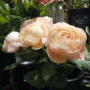 ヒメ日記 2025/06/08 23:50 投稿 上園（うえぞの） 鶯谷デッドボール