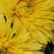 ヒメ日記 2025/06/18 10:19 投稿 上園（うえぞの） 鶯谷デッドボール